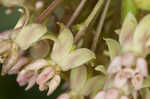 Common milkweed